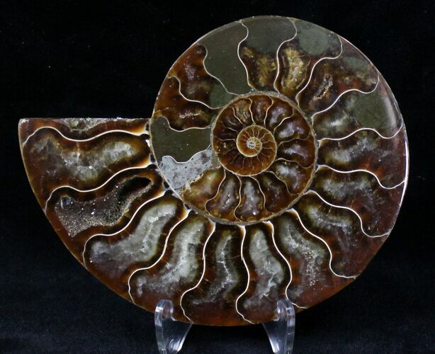 Agatized Ammonite Fossil (Half) #21271